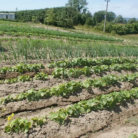 Agrodomki Okej - Dom Olenka *