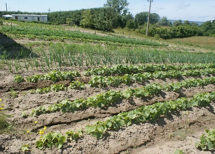 Agrodomki Okej - Dom Olenka *